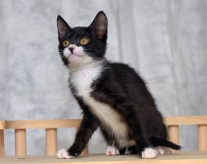 Curious Black and White Kitten Looking Up with Wonder and Attention © Evdoha