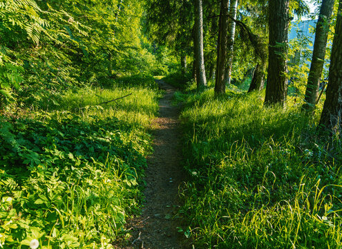 Sunlit forest path winding through dense green undergrowth and tall trees