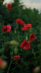 Obraz premium red poppy flower