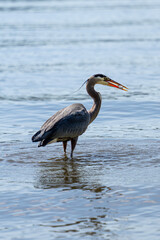 Fototapeta premium A Great blue heron in the water catching a fish