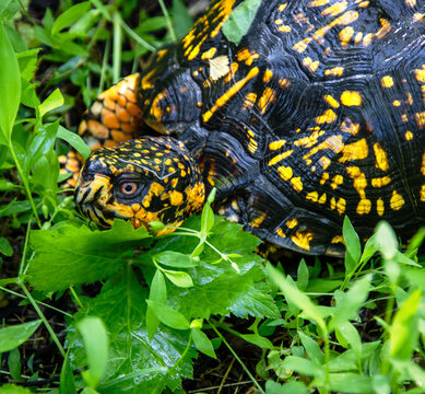 portrait yellow box turtle with pale red eyes and carapace half hidden in wet green vegetation