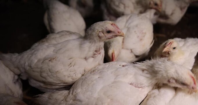   large fat broiler chickens that are raised in a rural poultry farm, some of the large fat chickens without feathers, meat breed chickens in livestock farm