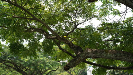 Fototapeta premium Old Tree Branches and Golden Oriole Bird Nature Scene