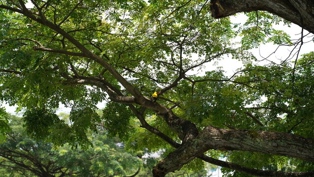 Yellow Oriole in a lush green tree canopy