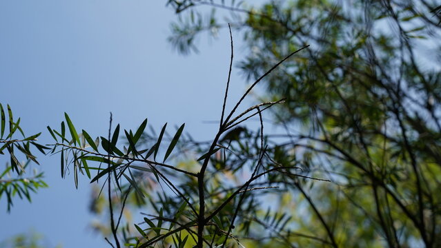 Weeping Bottlebrush Tree against Clear Blue Sky