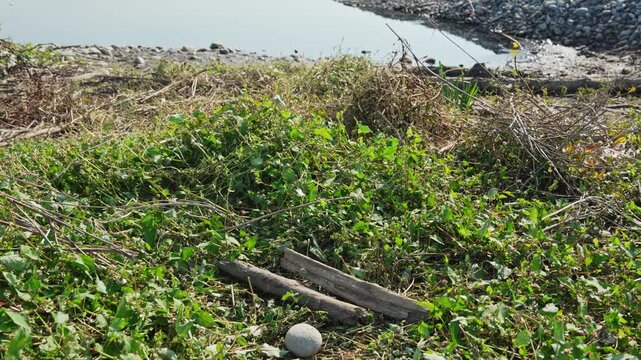 Branch falls onto the grass. Sticks falls onto the green grass with a dull thud near pond