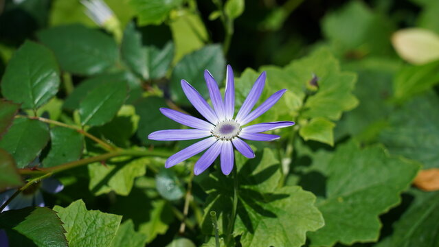 Purple Senetti Flower with Green Foliage