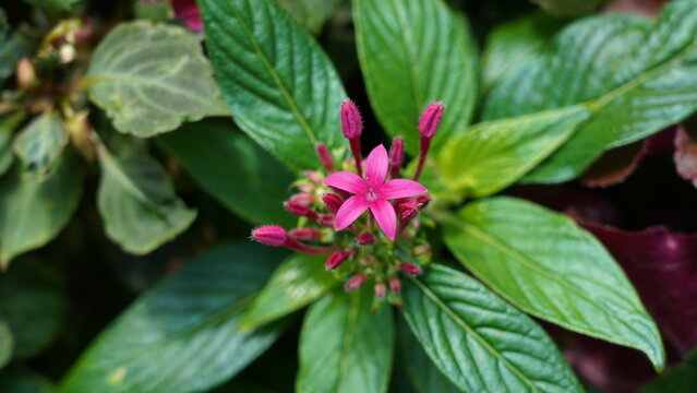 Egyptian Starcluster Pentas Lanceolata Flower Close Up View