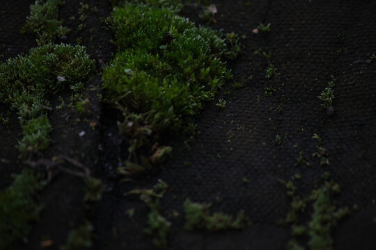 Moss (Bryophyta). Close-up of emerald green moss covering damp dark stone surface.