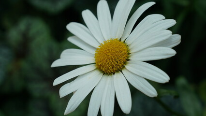 Fototapeta premium Beautiful Daisy Flower Close Up Macro Photography