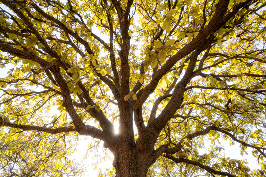 arbol oto&ntilde;al amarillo roble bosque la primavera guadalajara mexico