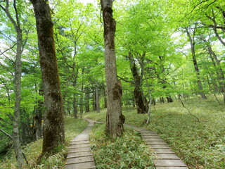 新緑のミズナラの森を通る木道 © nobota