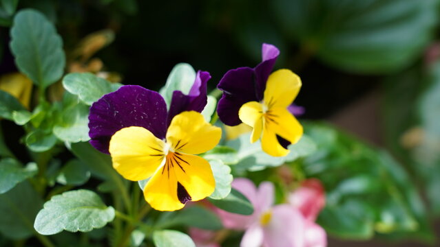 Colorful Pansy Flowers in Full Bloom Springtime Garden