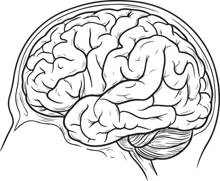 Human brain anatomy vector illustration with head sagittal cross section coloring line art design