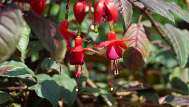 Red Fuchsia Flowers Blooming in the Garden