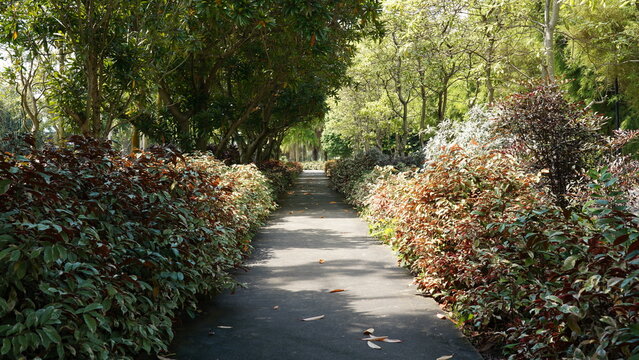 Pathway Through Trees and Shrubs in a Garden