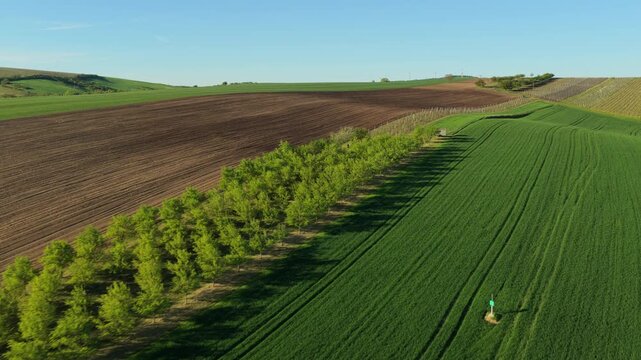 Aerial drone view of rolling farmland with a tree-lined path dividing a plowed field from green wheat crops, Czech countryside, Moravia, Czech Republic.