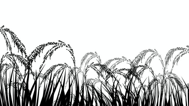 Silhouette of silver grass in autumn 4K