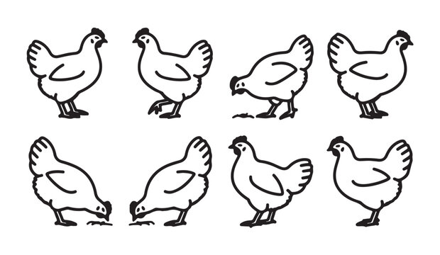 Linear vector icons of chicken in different poses including foraging and standing gestures.