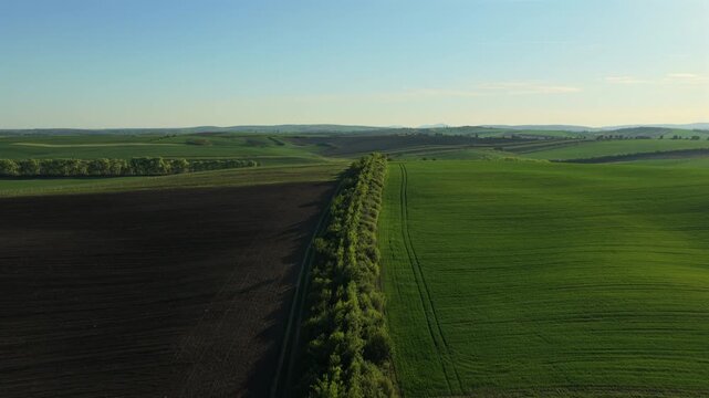 Aerial drone view of rolling countryside with a tree-lined rural road dividing green wheat fields and plowed land, stretching to distant hills, Moravia, Czech Republic.