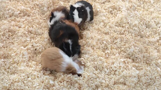 Guinea pig playing and foraging.	