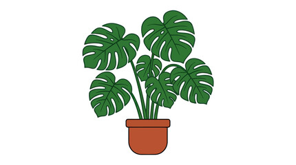 Monstera Deliciosa Potted House Plant. © yeandita