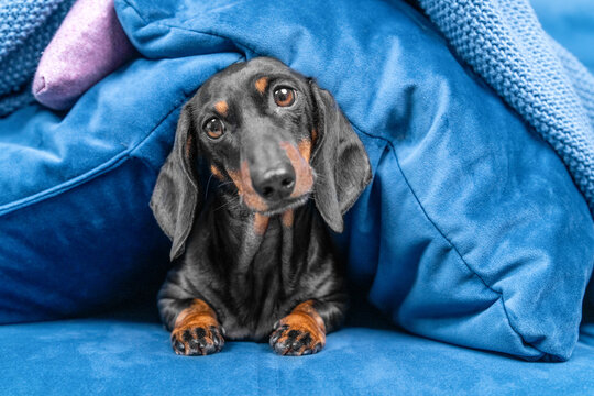 A black and tan dachshund peeks out from under a blue blanket and pillows on a blue sofa - a cozy pet concept that shivers from the noise.