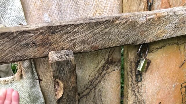Rustic Wood and Calf in Rural Peru