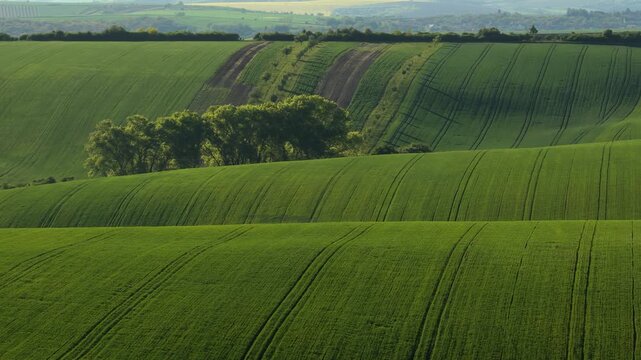 Aerial drone view of lush rolling green wheat hills with a grove of trees at center and a distant village on the horizon, Moravia, Czech Republic.