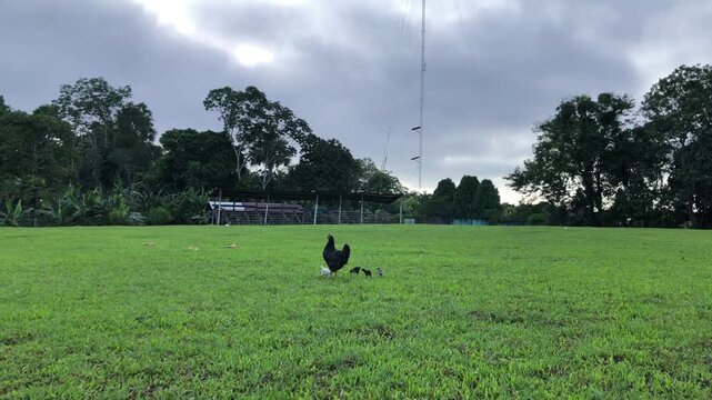 Peruvian Rural Day
