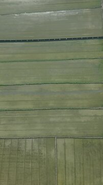Vertical screen Highaltitude Perspective Revealing Prosperous Rice Farming Region Nearby Hoian. Overhead Shot Illustrating Abundant Rice Cultivation Enveloping Historic Settlement Of Hoian