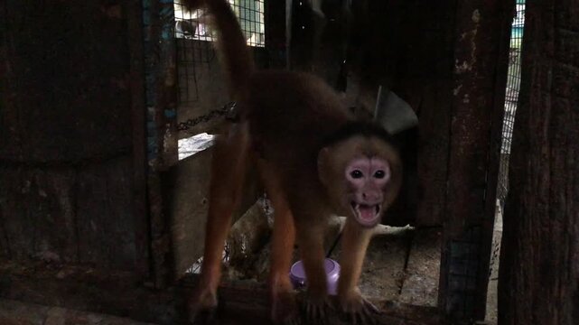 Peruvian Jungle Monkey in Rustic Enclosure