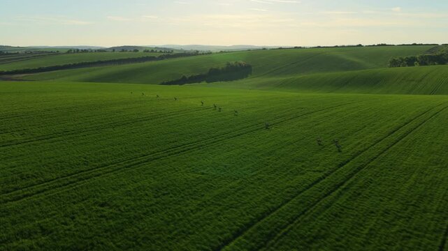 Aerial drone view of rolling green cropland with roe deer grazing across the field, rolling hills and tree lines in the background, Moravia, Czech Republic.