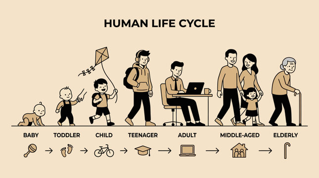 Human Life Cycle Stages.