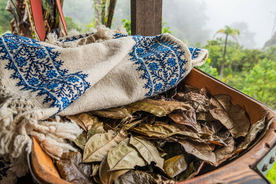 Fresh green coca leaves arranged on a traditional Andean embroidered fabric background. Organic Erythroxylum coca leaves used for traditional sacred tea and cultural rituals