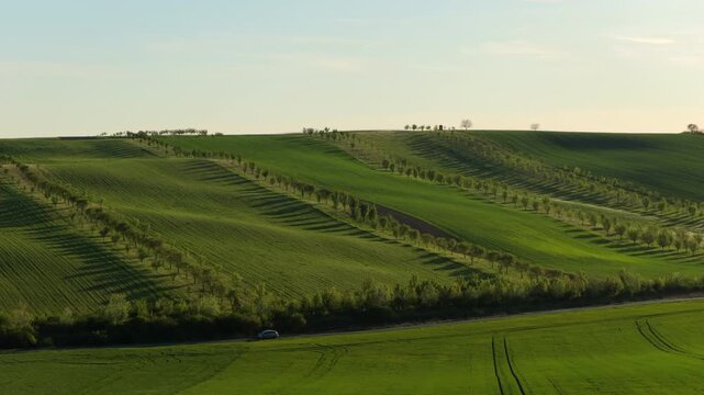 Aerial drone view of an undulating green hillside with rows of young orchard trees casting long shadows across a lush spring landscape, Moravia, Czech Republic.