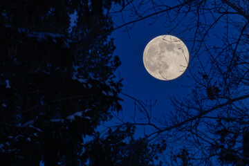Fototapeta premium Full moon behind silhouetted trees at dusk