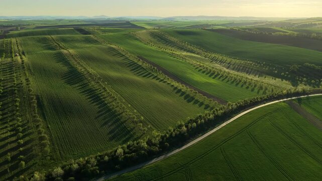 Aerial drone view of rolling farmland at golden hour with multiple rows of orchard trees casting dramatic long shadows across green and plowed fields, Moravia, Czech Republic.