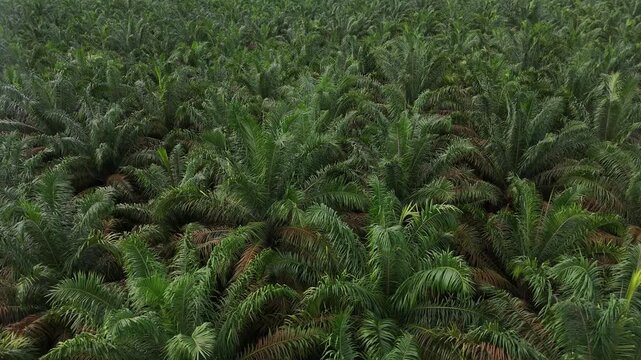 Aerial view of a tropical oil palm plantation stretching across the agricultural landscape.
