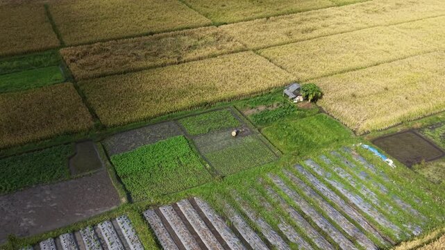 Aerial view of a farmer working in a green agricultural field surrounded by golden rice paddies in Bali