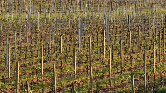 Aerial view of dense vineyard rows with freshly budding vines in warm golden-hour light, Czech wine country, Moravia, Czech Republic.