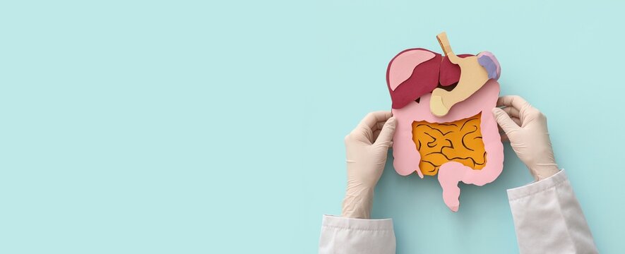 Doctor's hands in gloves holding paper cutout of human internal organs for medical education and digestive system health