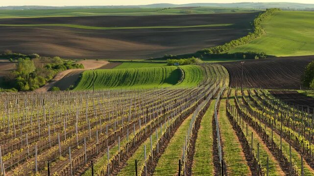 Aerial drone view of vineyard rows in the foreground leading to rolling green hills and plowed farmland in warm spring light, Moravia, Czech Republic.