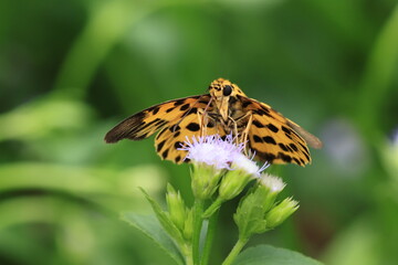 Fototapeta premium Zigzag Flat (Odina decoratus) ,is locally common in montane forests at low to moderate elevations .Both sexes visit flowers and males frequently come to the banks of streams .