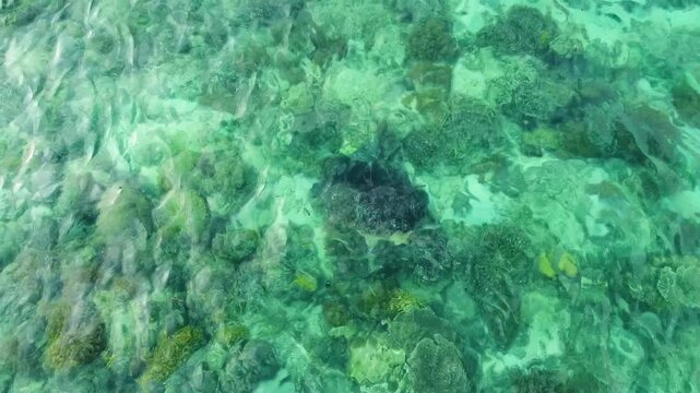 Green sea turtle swimming over coral reef in gili air indonesia