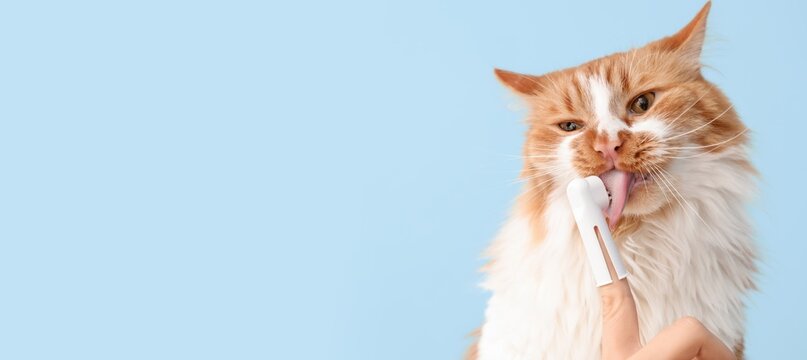 Ginger cat licking finger toothbrush for oral hygiene and dental care, pet grooming and health maintenance