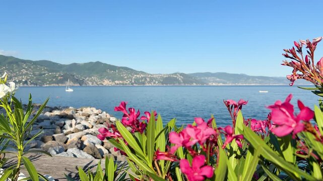 Pink Oleander Flowers Overlooking the Mediterranean Sea in Italy