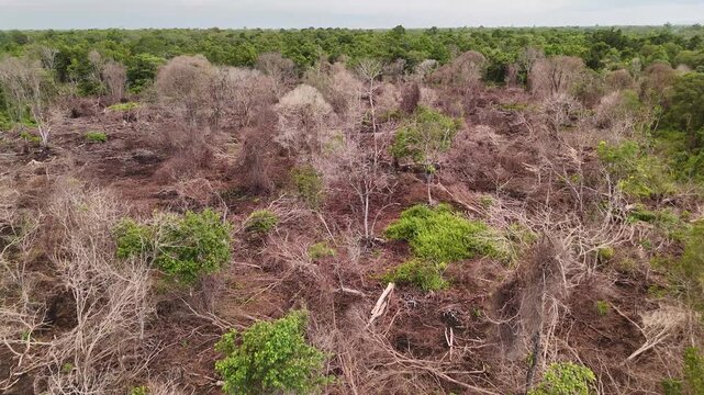 An aerial view showing deforestation and clear cutting in tropical forests, with dead trees, scorched land, and habitat loss.