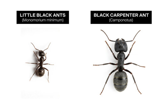 Black carpenter ant vs little black ant.
