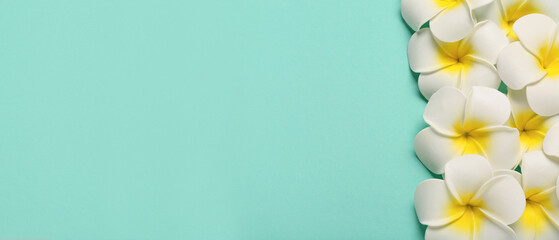 Beautiful plumeria flowers on turquoise background © Pixel-Shot